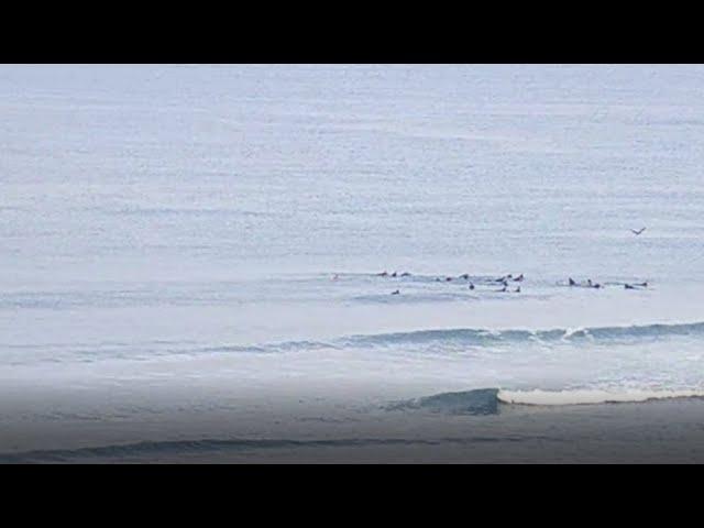 Shark at Lower Trestles Saturday 5-16-2020 #shark #lowers #surf