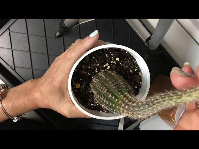 How to Fix an Etiolated Cactus with Plant Surgery