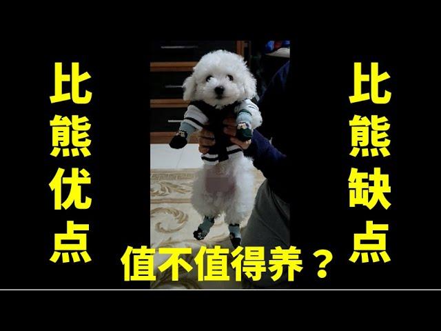 比熊犬缺点，优点亲身体验，全比较。比熊犬值不值得养？