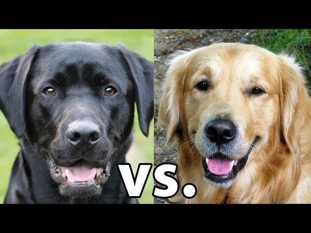 Golden Retriever vs. Labrador Retriever: Which Is Better?