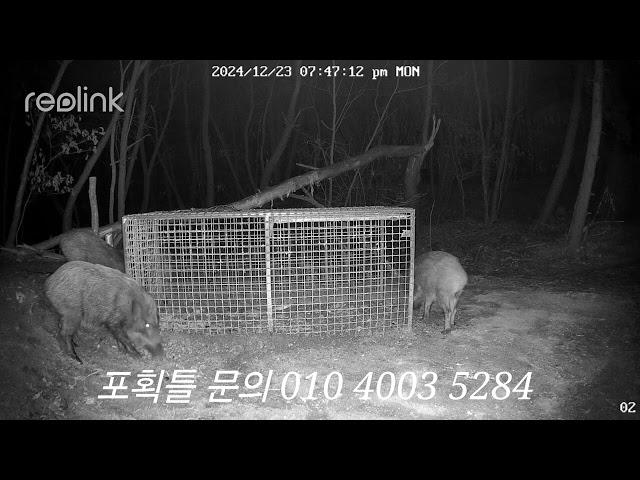 멧돼지 3마리 중1마리 잡히는영상 (문의 010 4003 5284)