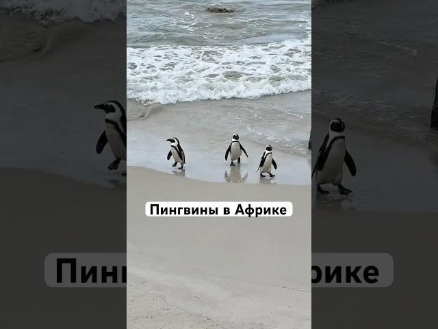 Пингвины в жаркой Африке ? Да это возможно