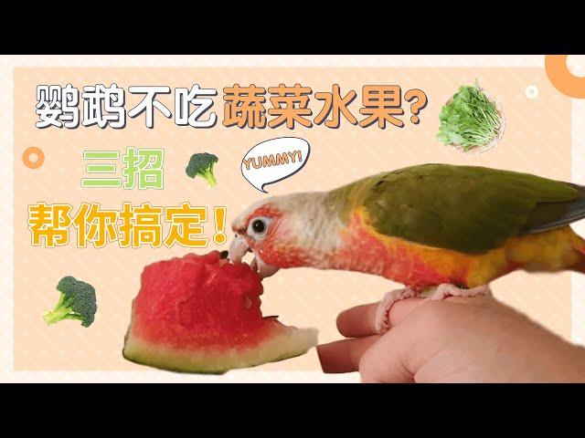 鸚鵡不愛吃蔬菜水果怎麼辦?| 鸚鵡的飲食【酷檀子小太陽】