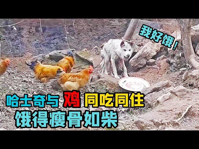 哈士奇與雞同吃同住，餓得骨瘦如柴，主人百萬家產不願花錢救！