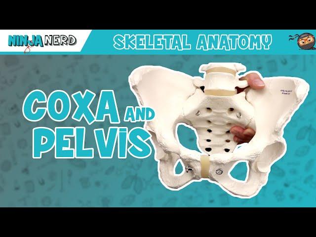 Coxa & Pelvis Anatomy