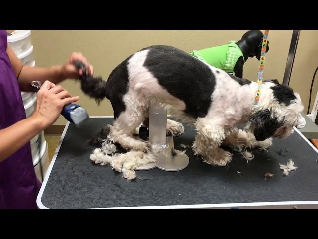 How to Groom a Shih Tzu full Groom (Charlie)