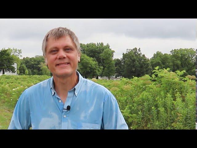 Growing Elderberries | Challenges and Practices | Alan Helland