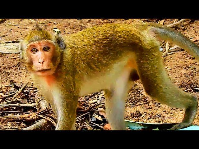 OMG! A Child Monkey Of Jane Monkey Is Very Strange And Look So Pity #Monkeys/# Baby Monkey