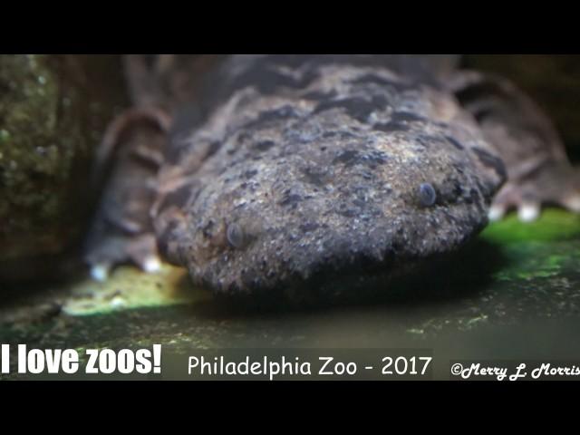 Philadelphia Zoo Hellbender Comes Closer