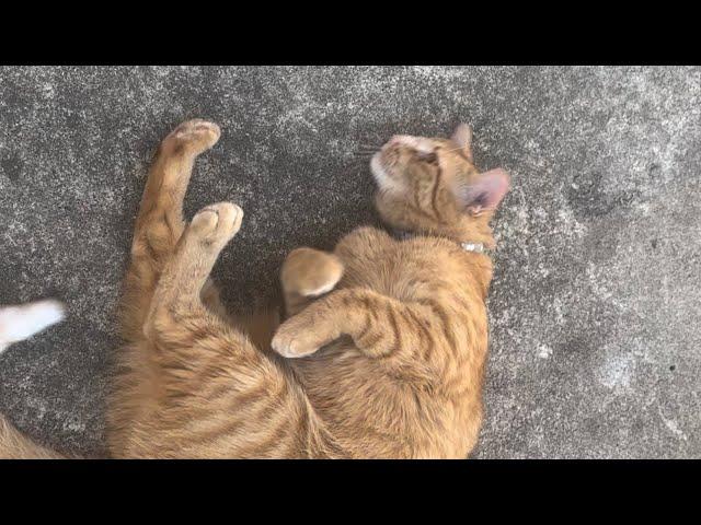 Cat videos #catvideos #catlover #cat #subscribe está en vivo