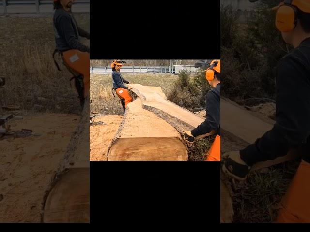 Milling a big sycamore log. #chainsaw #chainsawmill #sthilchainsaw #alaskansawmill #liveedgewood