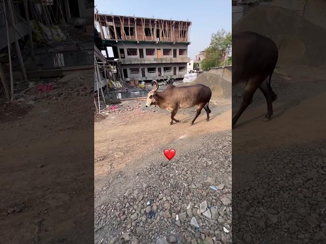 Akkolkot la sakali sakali gomatech darshan jhala ️ #akkalkot #swamisamarth #shortsfeed #shorts