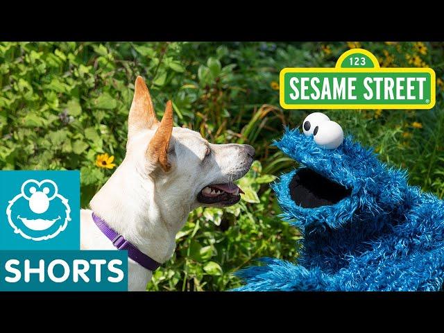 Sesame Street: Cookie Monster Helps Doggie Friend Find a Home with Dodo Kids!