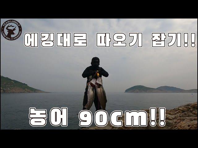 에깅대로 따오기(농어 90cm) 잡기!!