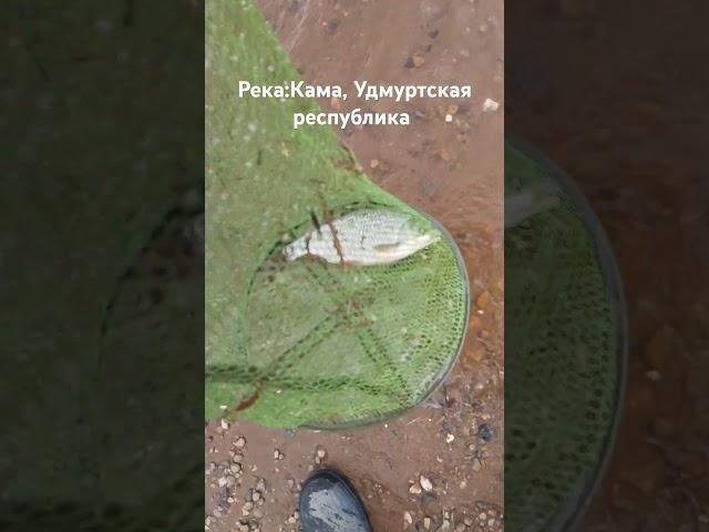 #Рыбалка #Кама #Удмуртская республика