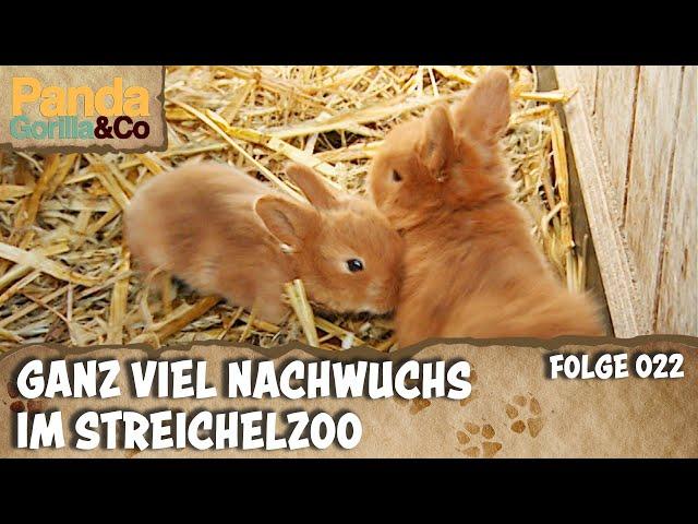 Ein Zoo voller Tierkinder und eine fleißige Robbenschülerin | Panda, Gorilla & Co.