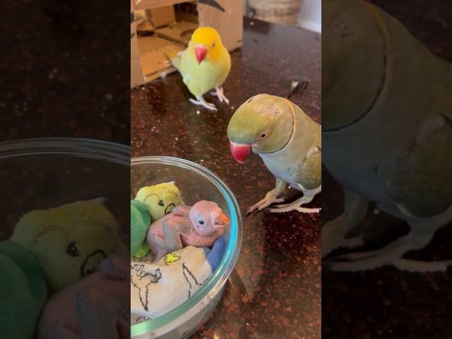 Baby won’t stop crying! (He’s OK - just a little grumpy ) #talkingparrot #talkingbird #babyanimals