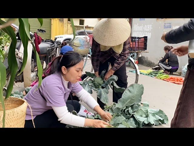 Harvest giant cauliflower fields and sell them at the market - Thao Harvesting