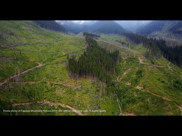 Between hope and disappointment for Romania’s forests