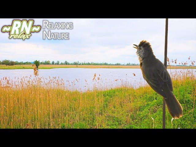 Sounds of Nature: Birds Singing, Bird Voices - Great Reed Warbler Sings (Acrocephalus arundinaceus)