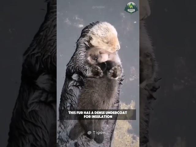 Platypus Austraila's iconic animal