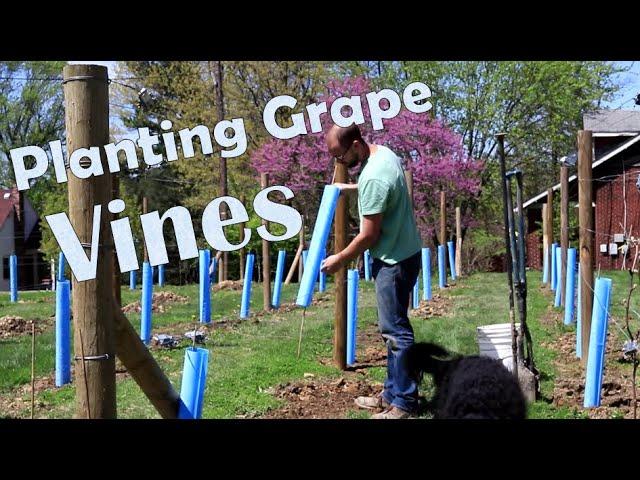 How to Plant Wine Grapes