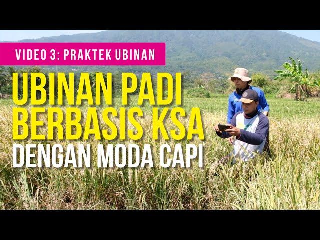 VIDEO 3 PRAKTEK UBINAN | Seri Pembelajaran Ubinan Padi Berbasis KSA | BPS Provinsi Jawa Tengah