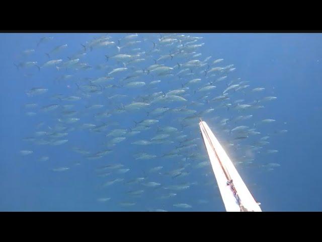 Pesca Submarina en Tenerife                 ️Un duro invierno ️