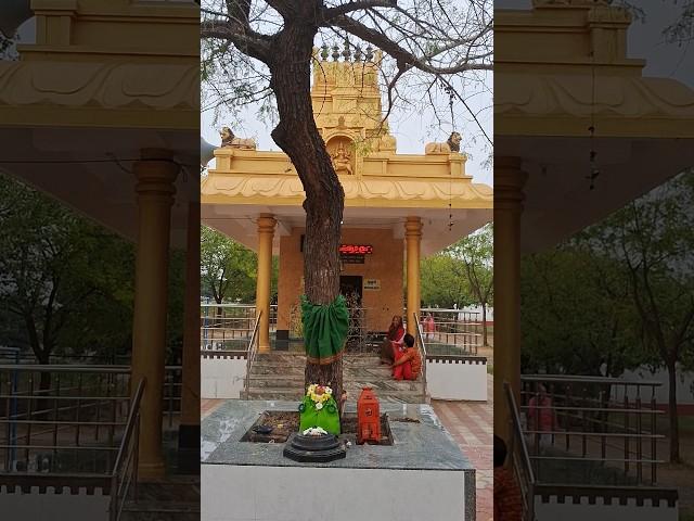 Sri Chamundeshwari Temple Tuesday Puja ,Ashram Road ,Vijayapura  #shorts #short