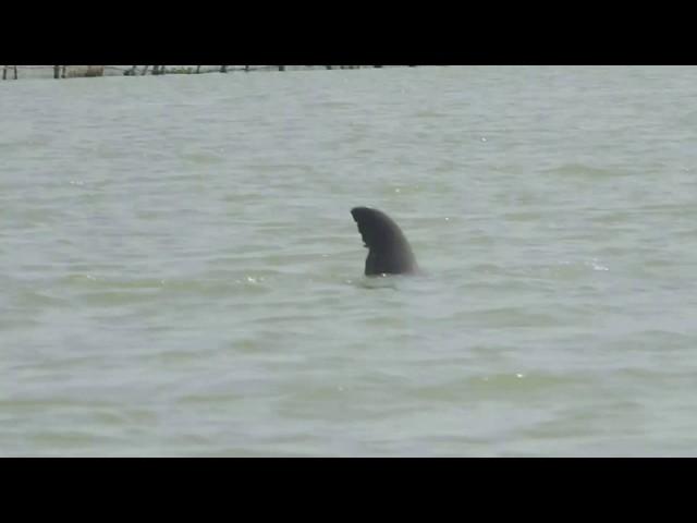 chilika lake, irrawaddy dolphin