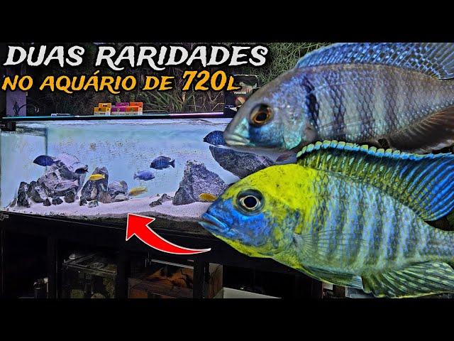 ADICIONEI 2 CICLÍDEOS AFRICANOS RAROS NO AQUÁRIO DE 720L