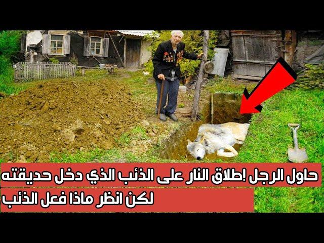 حاول الرجل إطلاق النار على الذئب الذي دخل حديقته ، لكن انظر ماذا فعل الذئب