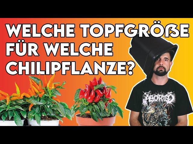 Die richtige Topfgröße (für meine Chilipflanze)