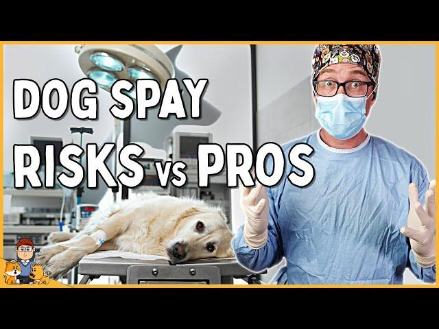 The Best Age to Spay Your Dog in 2025 (veterinarian explains)