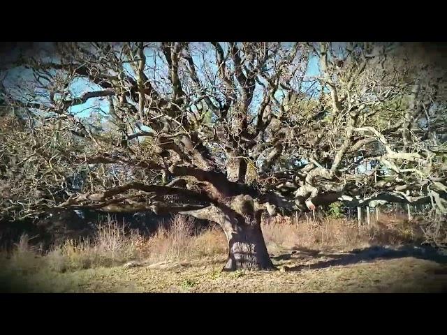 Волшебное дерево/Magic tree