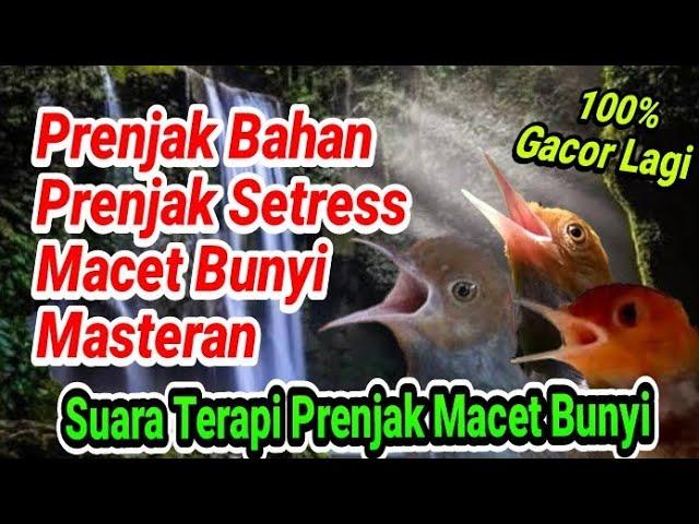 Suara Pancingan Prenjak Muda Prenjak Bahan Dan Prenjak Macet Bunyi Prenjak Bisu Langsung Gacor