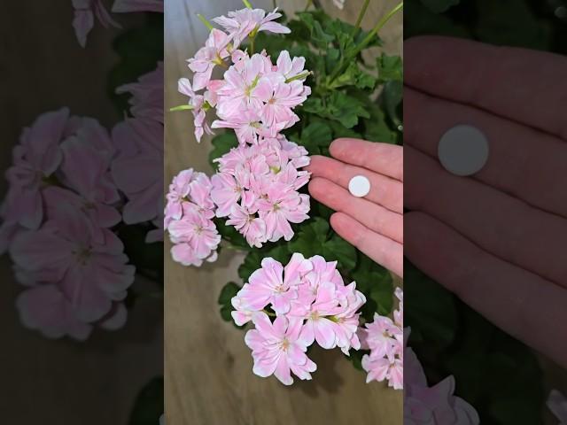 1 ТАБЛЕТКА для ЦВЕТЕНИЯ герани и других цветов, супер цветение и шикарный куст #plants  #цветы