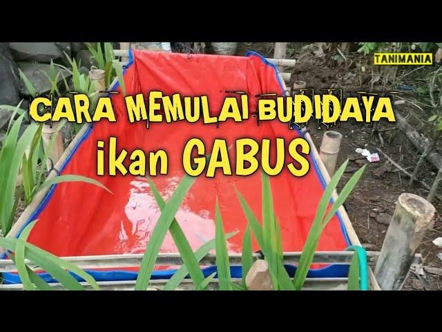 CARA MEMULAI BUDIDAYA IKAN GABUS