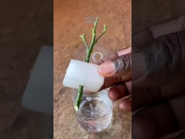Propagate Rose in Styrofoam #shorts #roses