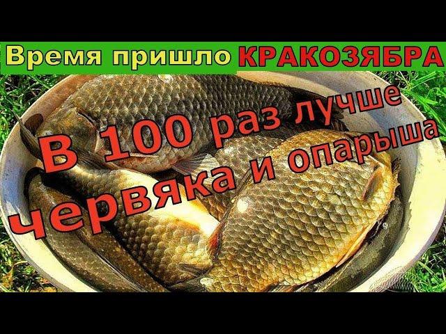 САЗАНИУС- 10 ЛЕТ ОТ НЕЁ ДУРЕЕТ ВСЯ РЫБА / Супер рыболовная насадка для карася и карпа