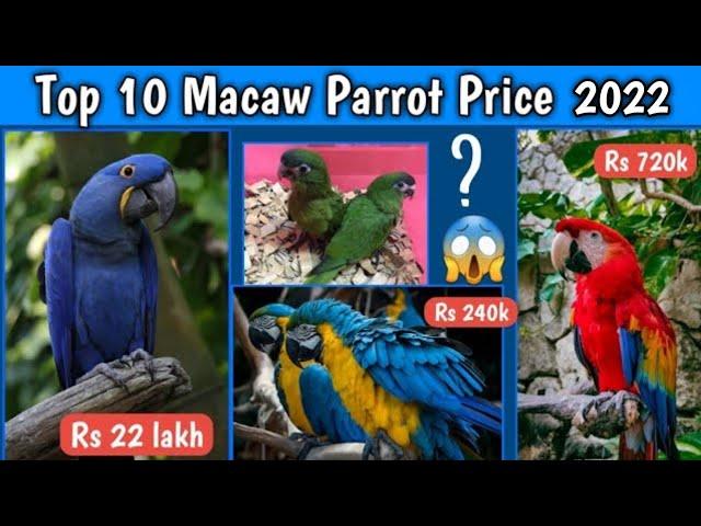 Top 10 Macaw Parrot price 2023