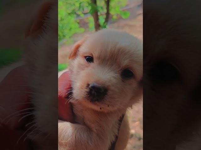 puppy #cute #puppies #cutepuppy #dog #kidsvideo #kid #baby #labrador #adorable #labradorpuppy