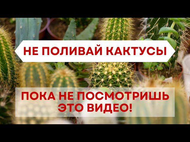 НЕ поливай кактусы, пока не посмотришь это видео! Как правильно поливать кактусы и суккуленты летом?