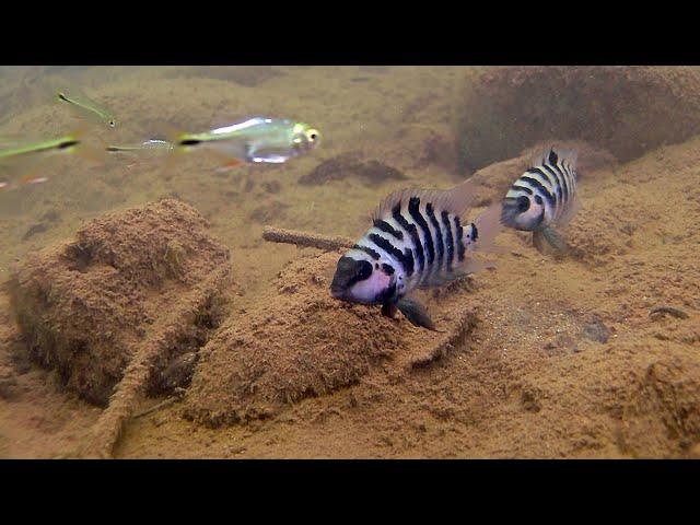 The convict a cichlid with many names.Amatitlania nigrofasciata Amatitlania siquia Amatitlania kanna