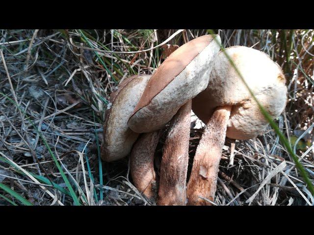 funghi ottobre Leccinum Aurantiacum