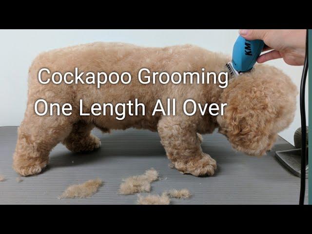 Cockapoo Grooming One Length All Over