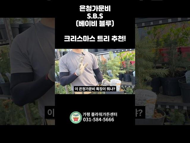 푸른빛이 돌아 사시사철 아름다운 은청가문비!!