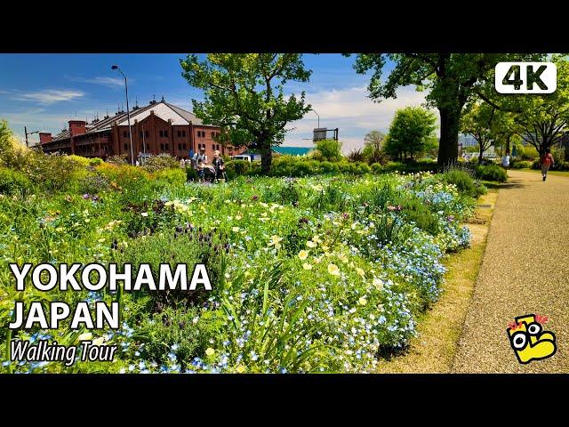 Kanagawa Minato Mirai Spring Walk [4K]