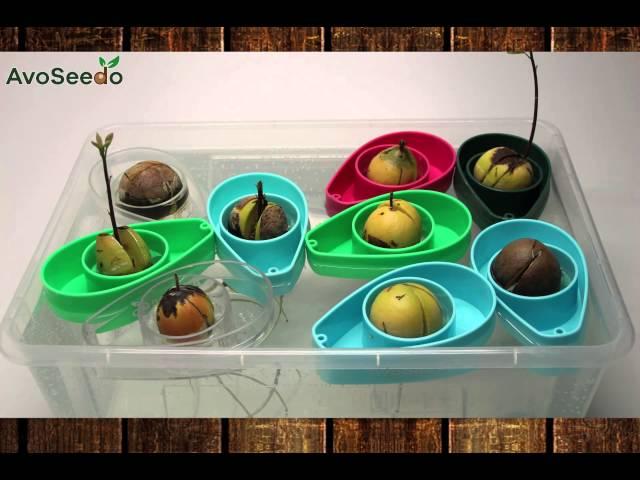 Avocado grow time lapse | AvoSeedo - Grow your own Avocado Tree!