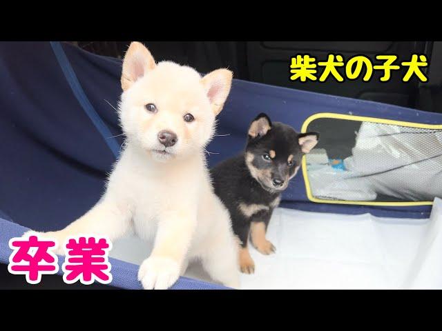 【柴犬 子犬】卒業の時を迎えた子犬たち＆最新情報